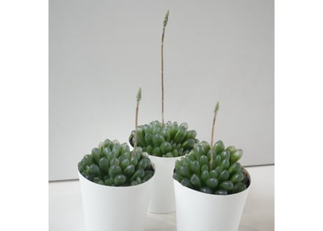 ハオルチア オブツーサ 3号｜透明な窓が美しい多肉植物｜室内インテリア・初心者にもおすすめ