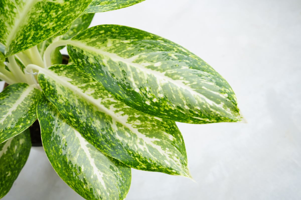 アグラオネマオネマ ミルキーウェイ5号 | インテリアグリーンとギフト