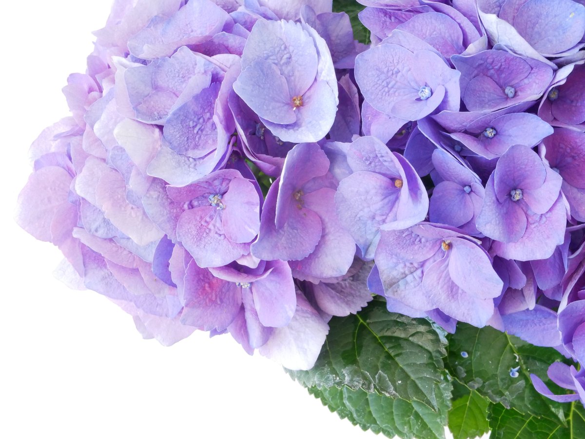 紫陽花さま専用 fit=scale-down,w=1200