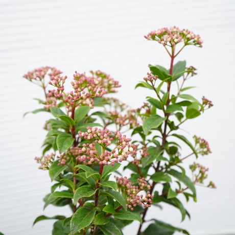 ビバーナム ティヌス 5号 鉢植え 生垣 常緑低木 ドライフラワー ビブルナム