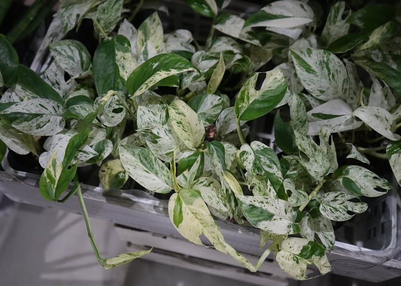 エピプレムナム 4号 切れ込みの葉 マーブル 斑入りがさわやか