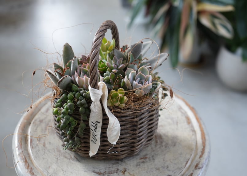 ラッピング込み〗おまかせ 多肉植物 籠S 寄せ植え ギフト 誕生日 退職