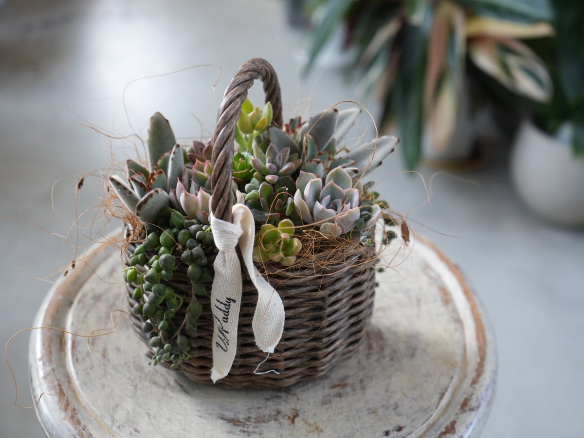 ラッピング込み〗おまかせ 多肉植物 籠S 寄せ植え ギフト 誕生日 退職