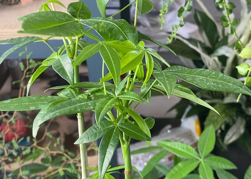パキラ 実生苗 2.5号 育てる楽しさ 人気の観葉植物 インテリアグリーン