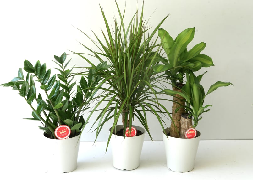 観葉植物 金銭樹 真実の木 幸福の木 | インテリアグリーンとギフト