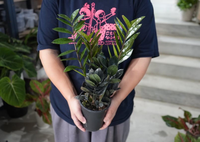 ザミオクルカス レイヴン 4号 黒葉がかっこいい 育てやすい 観葉植物