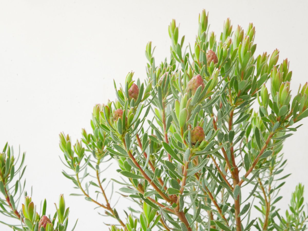 リューカデンドロン　ストロベリーフェア　2 リューカデンドロン ストロベリーフェア 2 特大ボリューム】④