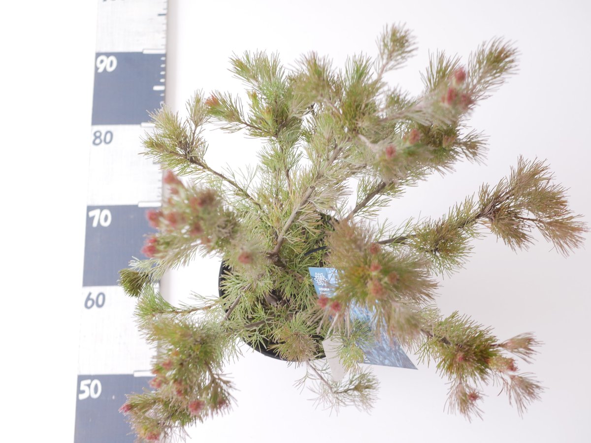 アデナンサス　ルーラタン　5号鉢　オージープランツ アデナンサス ルーラ タン ふわふわ系 地植え シンボルツリー