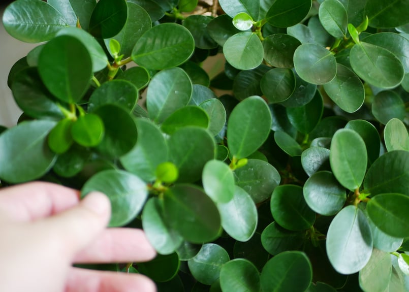 パンダガジュマル 大株 小さな森 面白い形 スタイリッシュ インテリア