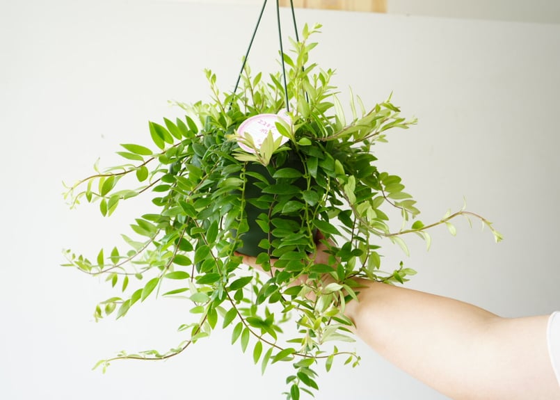 エスキナンサス ボレロ 5号 吊り鉢 ハンギング さわやかグリーン  