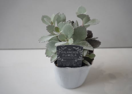 カランコエ 白銀の舞 3号｜シルバーリーフの多肉植物｜ふわふわ質感・室内インテリアにおすすめ