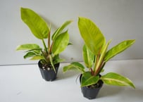 フィロデンドロン インペリアルライム 3号｜明るいライムグリーンが美しい人気の観葉植物｜おしゃれな室内グリーン｜ｲﾝﾍﾟﾘｱﾙﾗｲﾑ ﾌｨﾛﾃﾞﾝﾄﾞﾛﾝ 3号