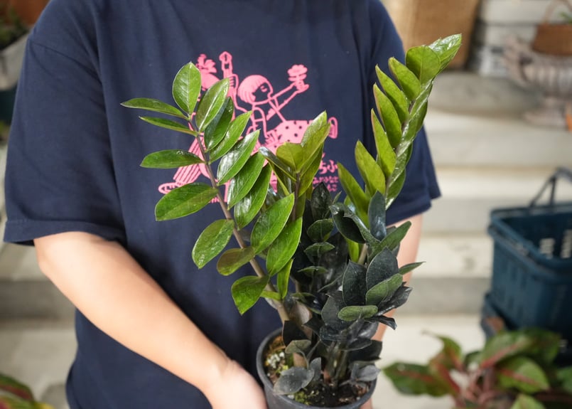 ザミオクルカス レイヴン 4号 黒葉がかっこいい 育てやすい 観葉植物