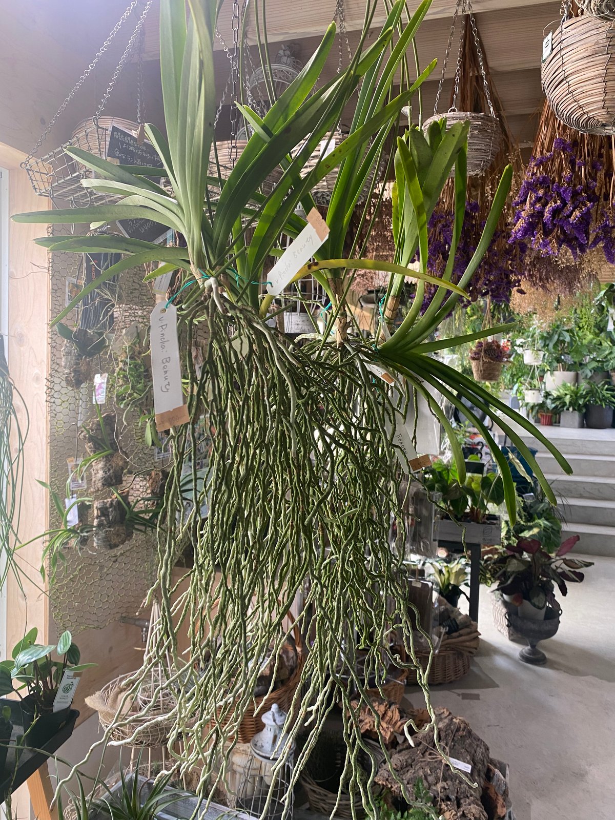 バンダ　ハンギング　2個セット p*1様 バンダ ハンギング 2個セット