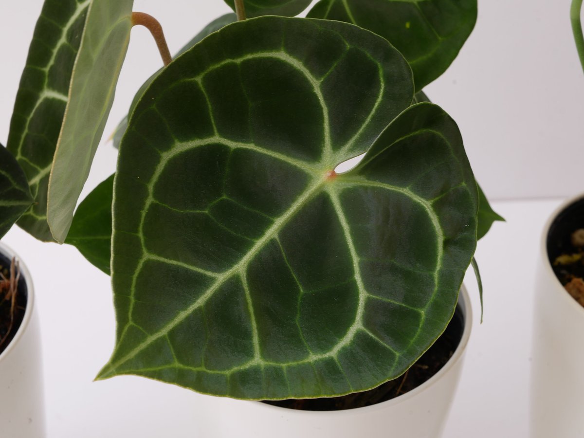 アンスリウム カリブレイリー クラビゲナム 4号