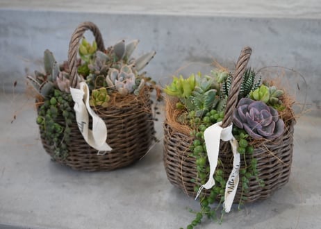 〖ラッピング込み〗おまかせ 多肉植物 籠S 寄せ植え ギフト 誕生日 退職祝い お祝い