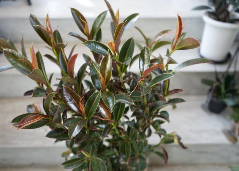 フィカス マイクロゴム 7号 観葉植物 美しい光沢 ゴムの木で育てやすい