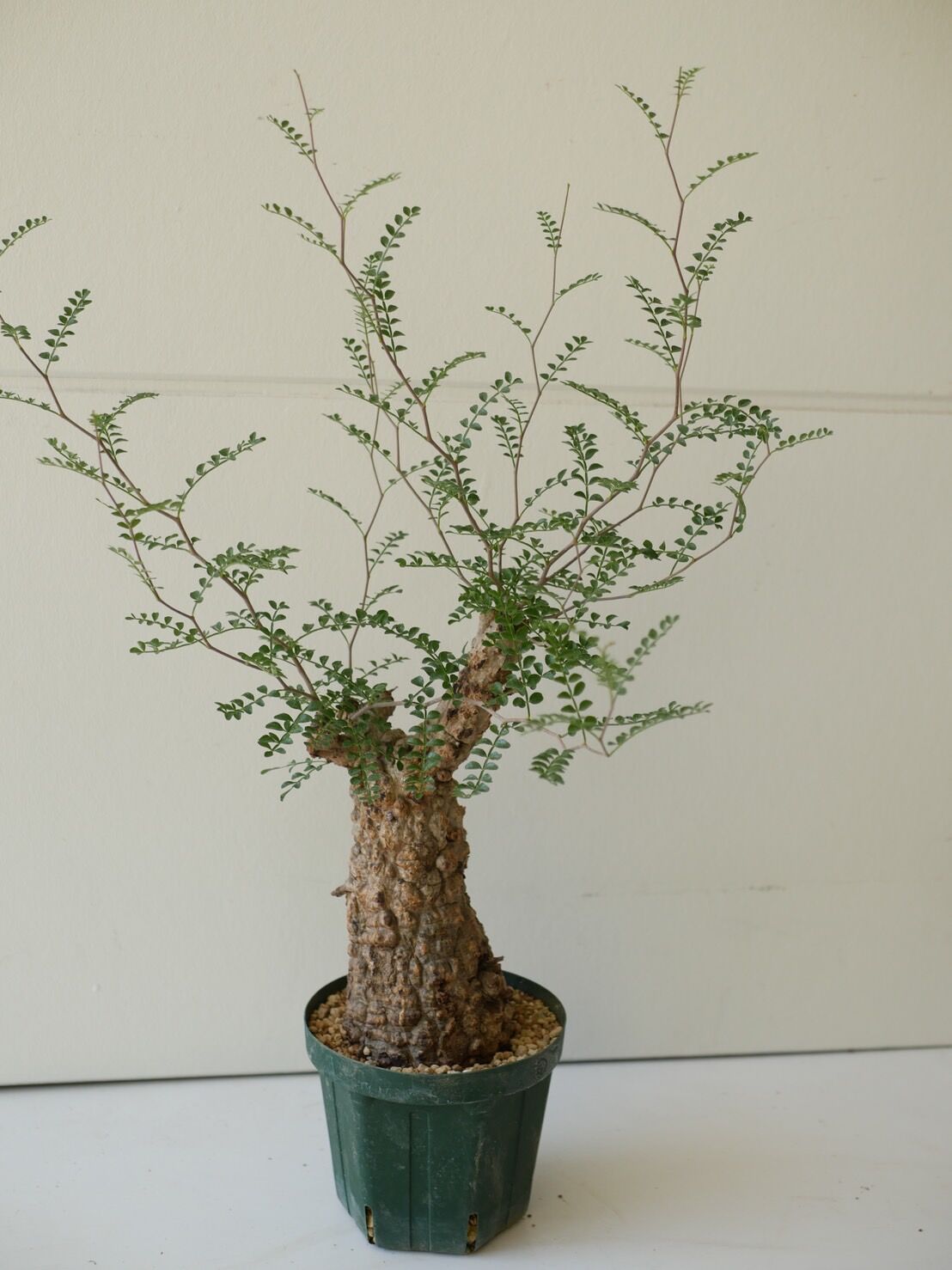 【休眠中】オペルクリカリア・パキプス 塊根植物】休眠中のオペルクリカリア パキプスから芋を収穫してみた