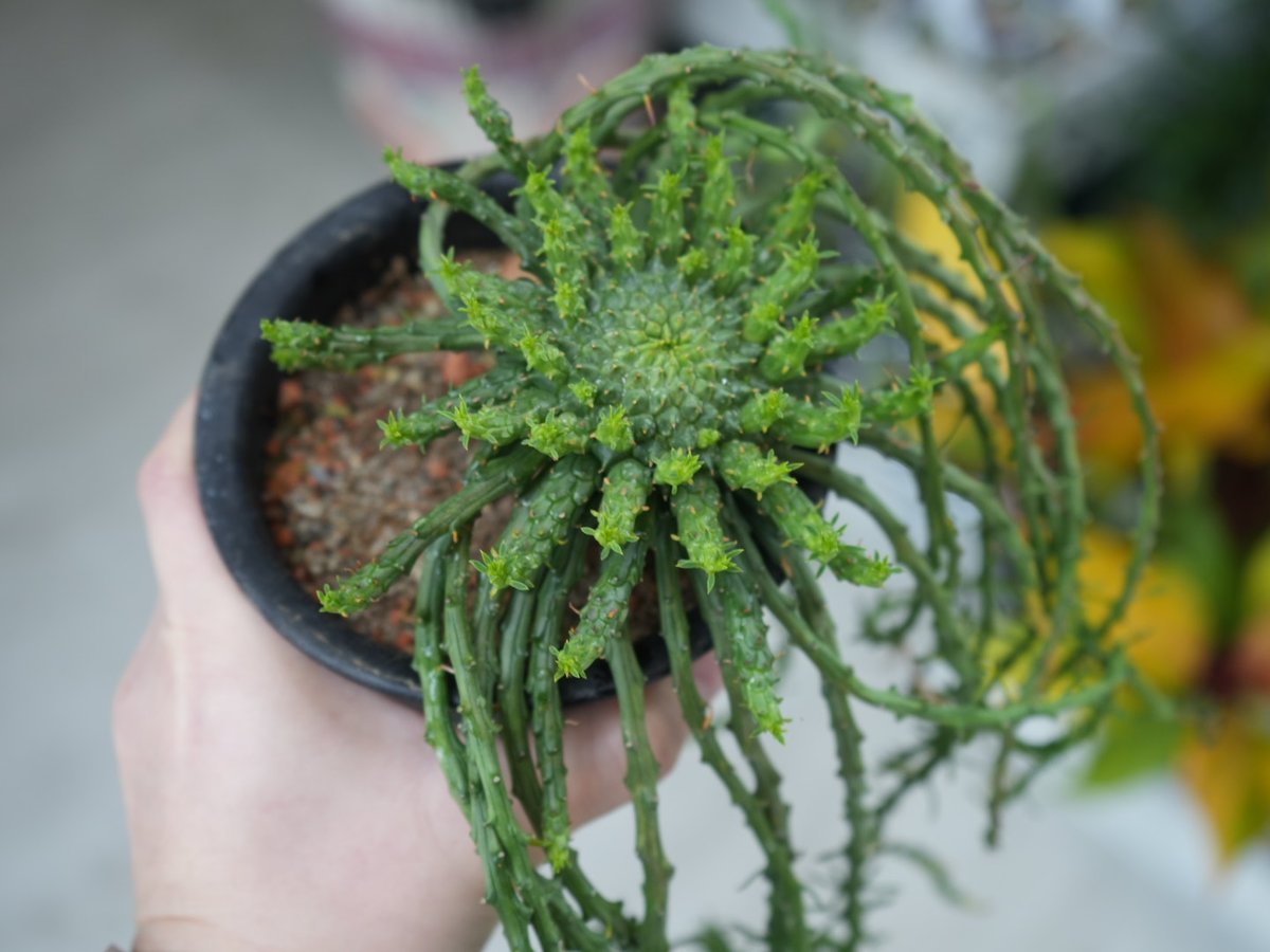 ユーフォルビア フラナガニー 孔雀丸 4号 たこもの 珍奇植物