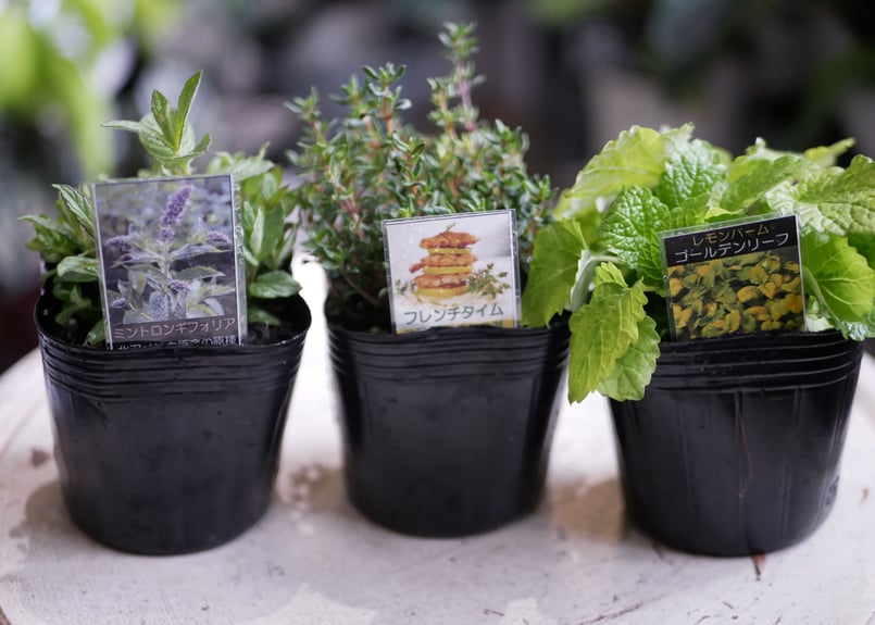 おまかせ ハーブ 中かご寄せ植え ラッピング込み | インテリアグリーン