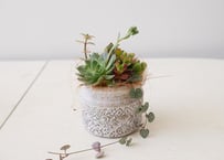 【おまかせコース 3000円】多肉植物　陶器鉢寄せ植え