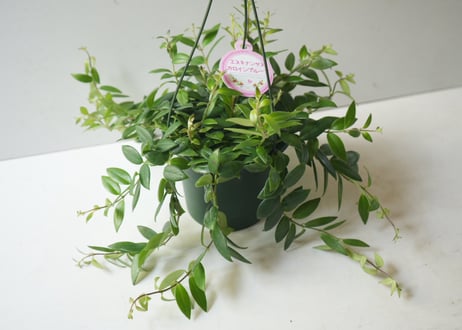 エスキナンサス・カロインプルーブ 5号 ｜ 鮮やかな赤花 垂れ下がる観葉植物 ハンギング 丈夫 育てやすい 室内園芸 おしゃれ｜ｴｽｷﾅﾝｻｽ　カロインプルーブ 他草花 5号