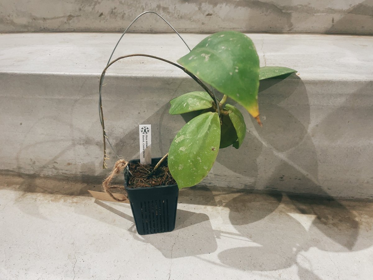 ホヤ Hoya mitrata | インテリアグリーンとギフトプランツ