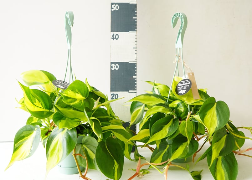 フィロデンドロン ブラジル 5号 観葉植物 イエローとグリーンの葉が 
