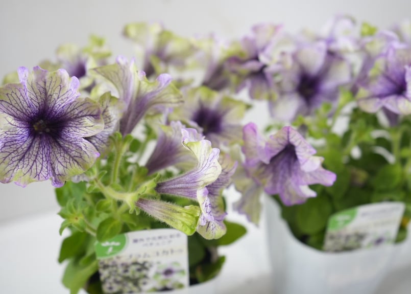 ペチュニア アマゾナス プラムコカトゥー 3.5号｜シックな花色の大人
