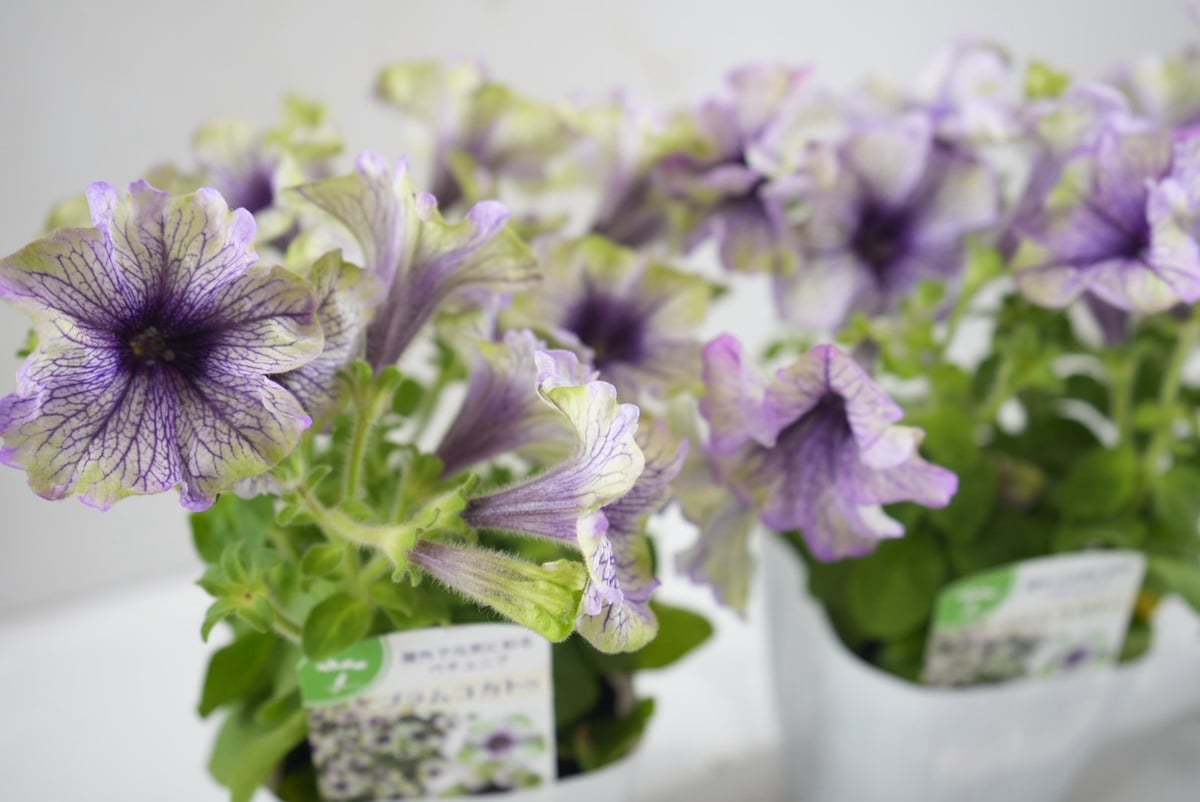ペチュニア アマゾナス プラムコカトゥー 3.5号｜シックな花色の大人