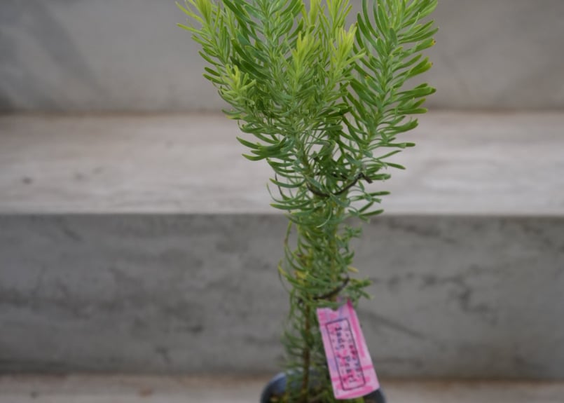 ◎MON◎です♪複数割引！ブルーベリー3 リューカデンドロン5 リンドウ2 鉢花 観葉植物：リューカデンドロン デュリフ*7号 現品2番 黒