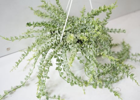 ミリオンハート 白 5号｜ふんわり垂れる斑入りリーフが可愛い多肉植物｜ハンギング・インテリアグリーン｜ﾐﾘｵﾝﾊｰﾄ ｼﾛ 多肉植物 5号