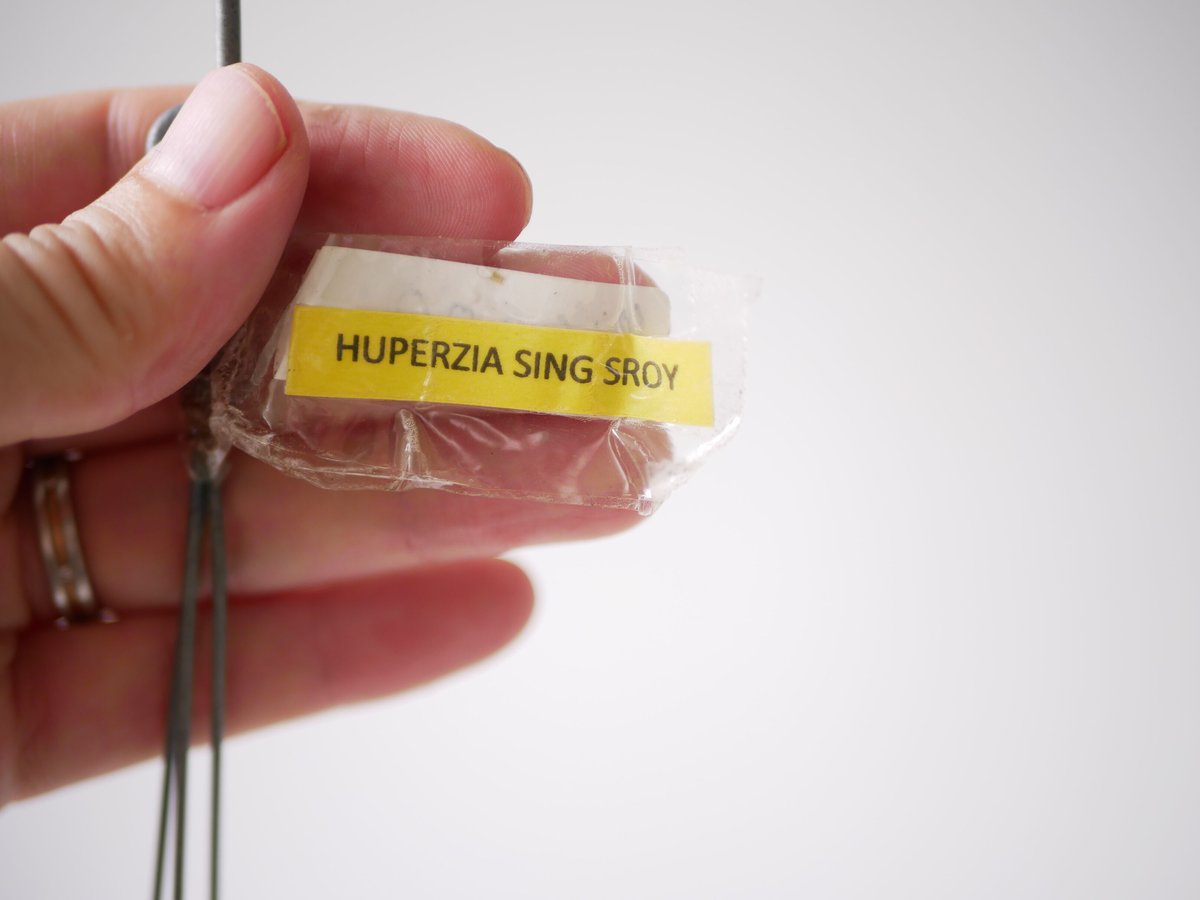 フペルジア HUPERZIA SING SROY シダ植物 | インテリアグリーンと
