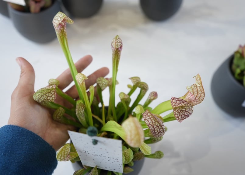サラセニア 食中植物 4.5号 多年草 鮮やかなカラー | インテリア
