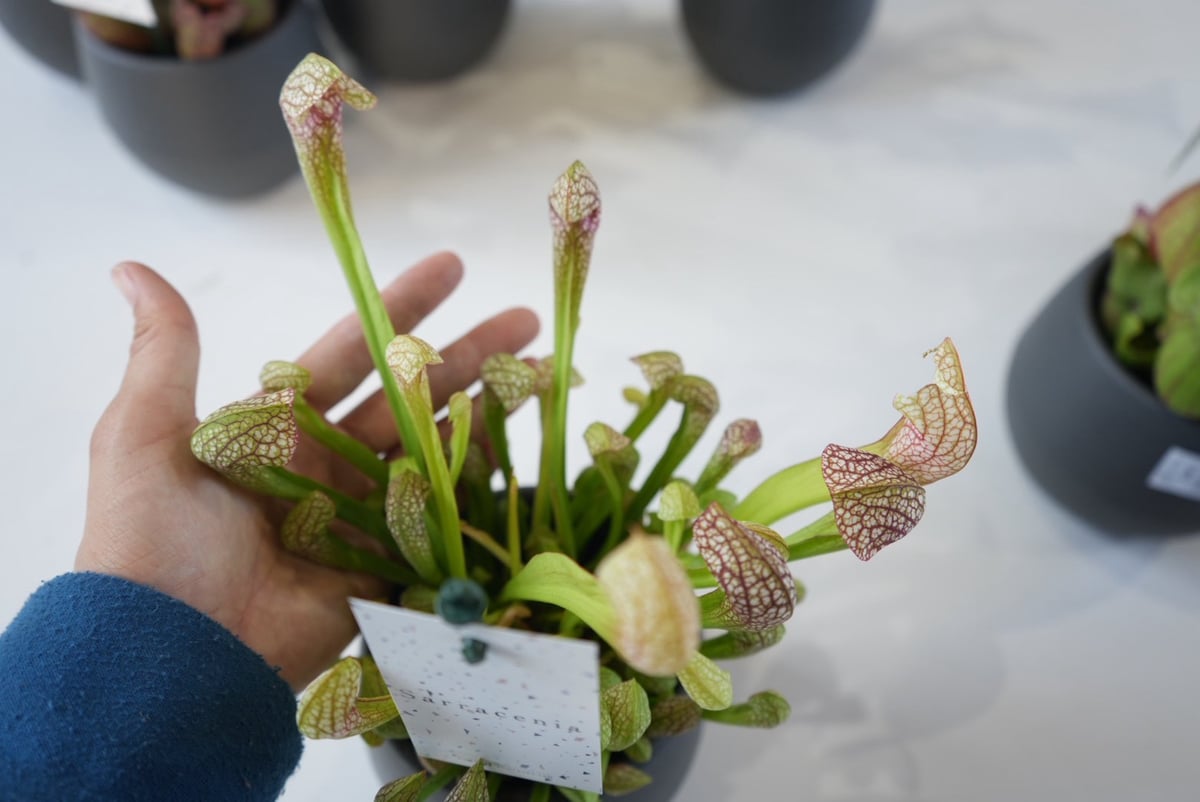 サラセニア 食中植物 4.5号 多年草 鮮やかなカラー | インテリア