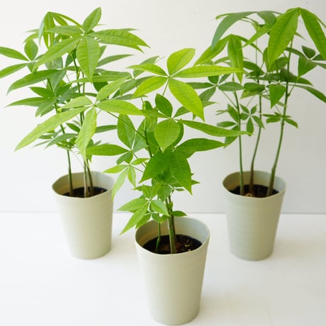 パキラ 実生苗 5号 育てる楽しさ 人気の観葉植物 インテリアグリーン