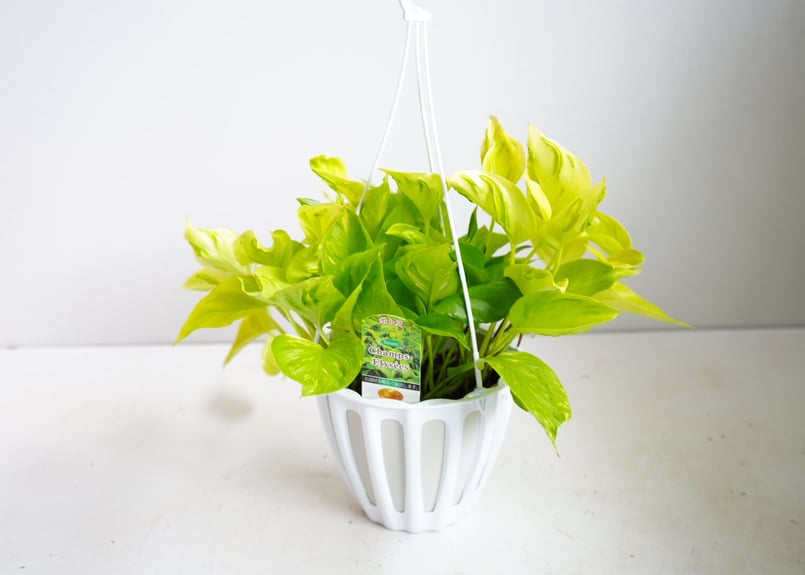 ポトス テルノシャンゼリゼ テルノシリーズ 観葉植物 | インテリア