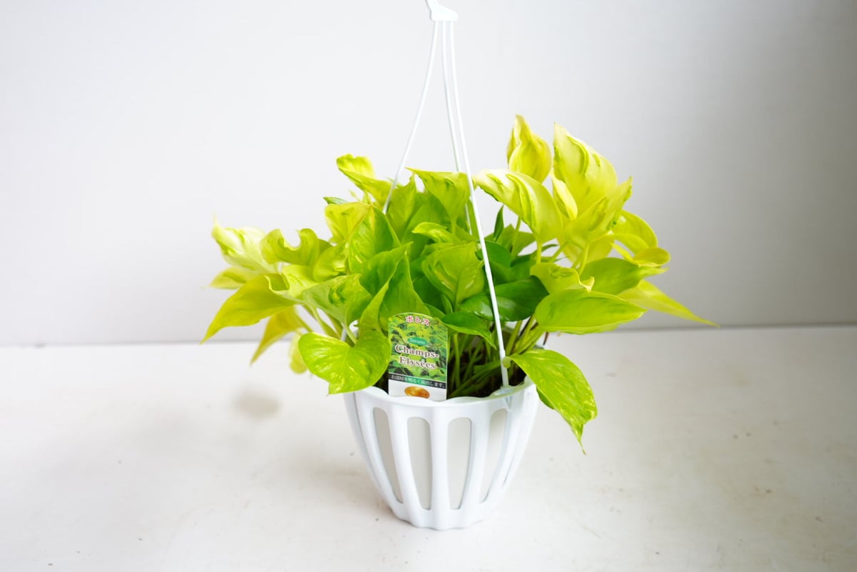 ポトス テルノシャンゼリゼ テルノシリーズ 観葉植物 | インテリア