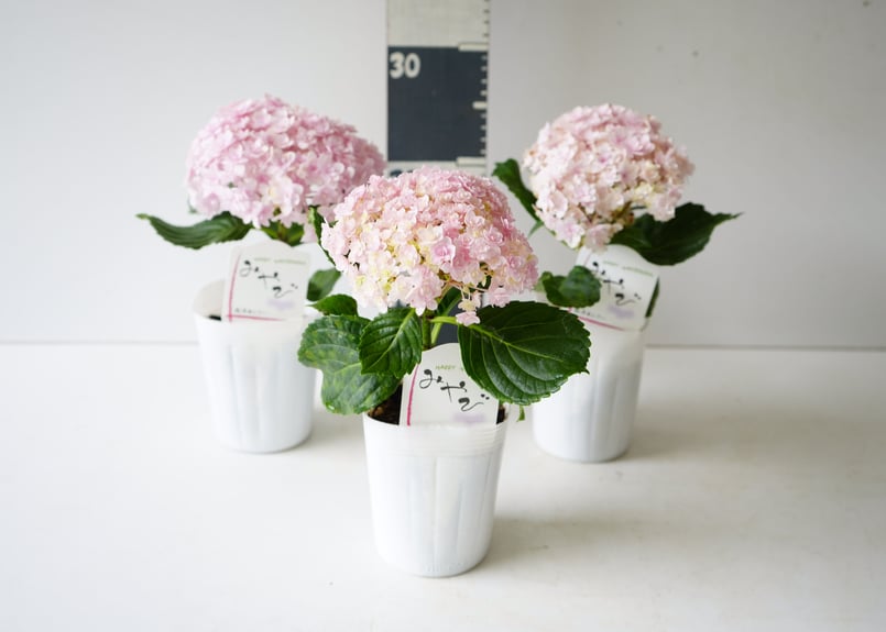 紫陽花 ハイドランジアみやび 3.5号 母の日ギフト 贈り物 ピンク 紫陽花 ハイドランジアみやび 3.5号 母の日ギフト 贈り物 ピンク