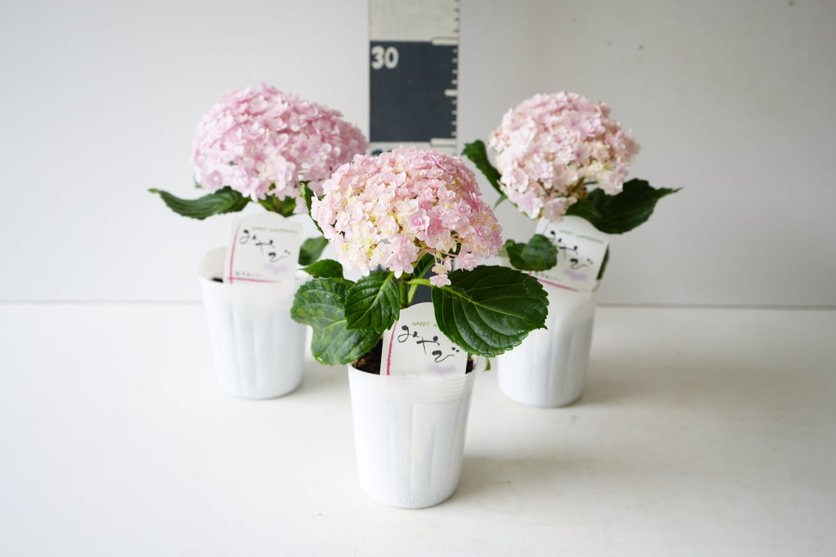 fit=scale-down,w=1200 fit=scale-down,w=1200