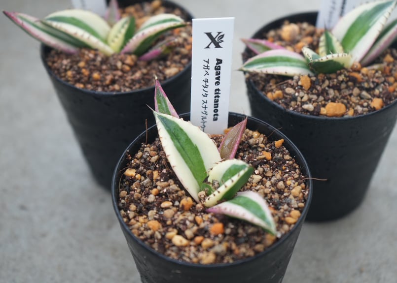 アガベ チタノタ スナグルトゥース 3号｜希少な多肉植物｜鋸歯が美しい