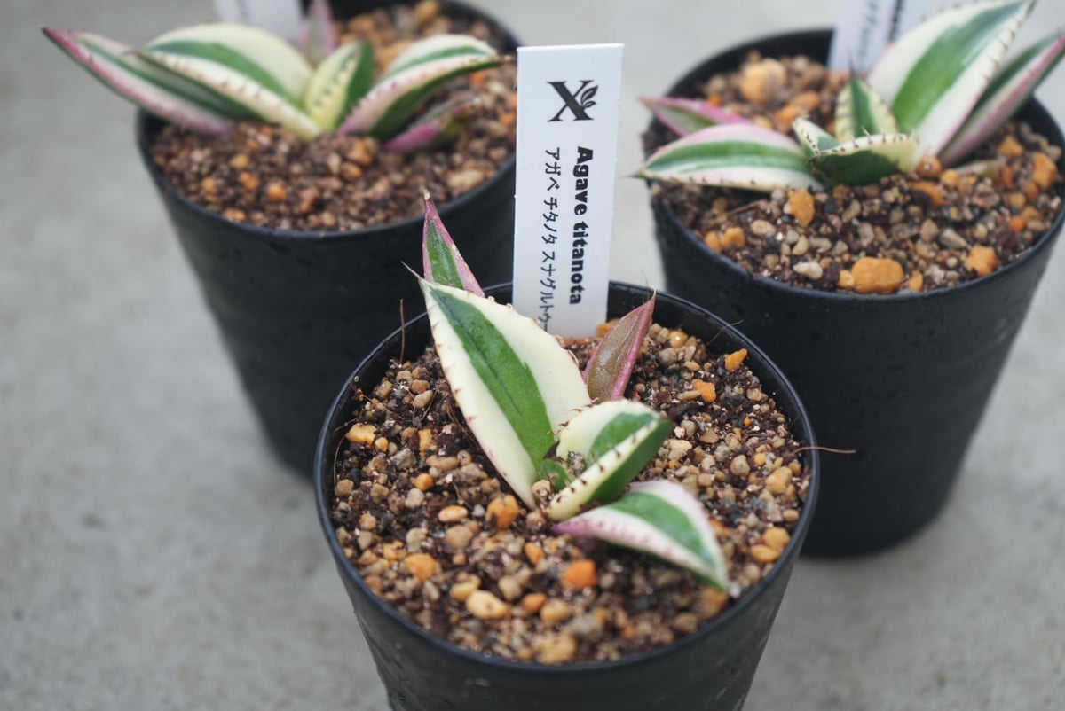 アガベ チタノタ スナグルトゥース 3号｜希少な多肉植物｜鋸歯が美しい
