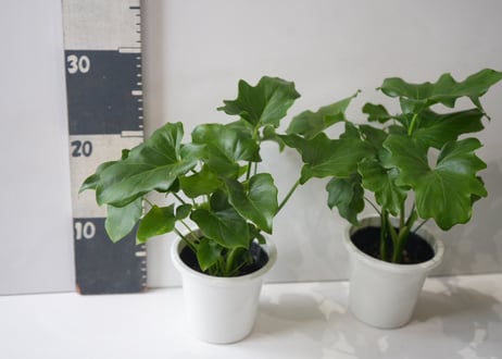 【人気の観葉植物】セロウム 4号サイズ｜育てやすく存在感のあるグリーン　セローム