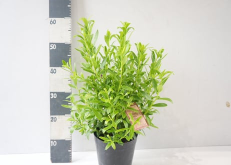 サザンクロス パースピンク 6号鉢｜花木 常緑低木 オージープランツ ピンクの花 香りのある庭 鉢植え ガーデニング｜ｻｻﾞﾝｸﾛｽ 'ﾊﾟｰｽﾋﾟﾝ 他花木 6号