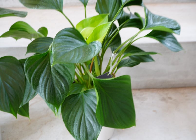 ホマロメナ エメラルドジェム 5号 丸みある大きい葉 観葉植物 艶やかな