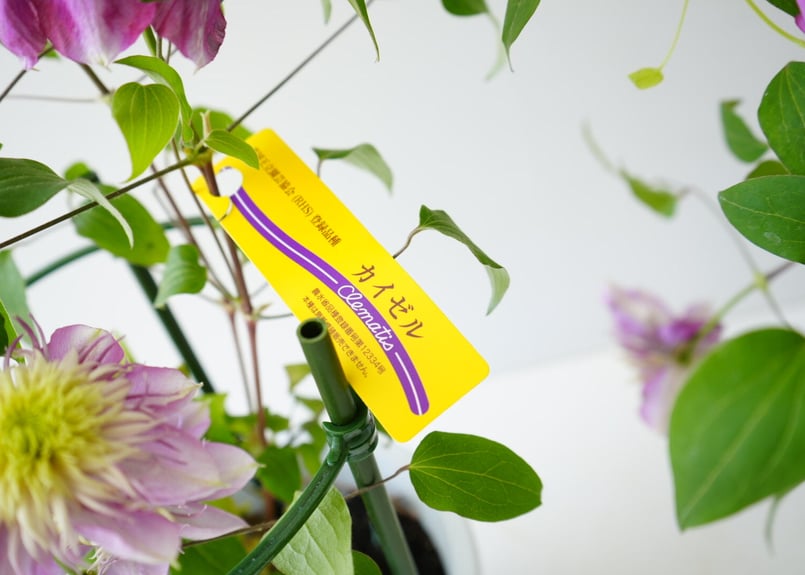 クレマチス カイゼル 5号 ピンクつる性植物 育てやすく可愛いお花が