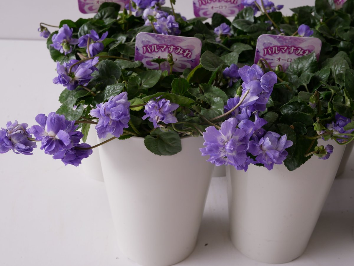 無農薬　パルマスミレ　香り良いスミレ♡かわいいお庭に〜 無農薬(ᵔᴥᵔ)① パルマスミレ 香り良いスミレ♡かわいいお庭に