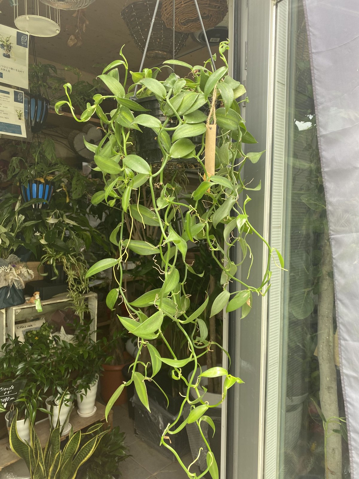 ラン バニラ 艶やかな細葉 花も楽しめる 観葉植物 | インテリア