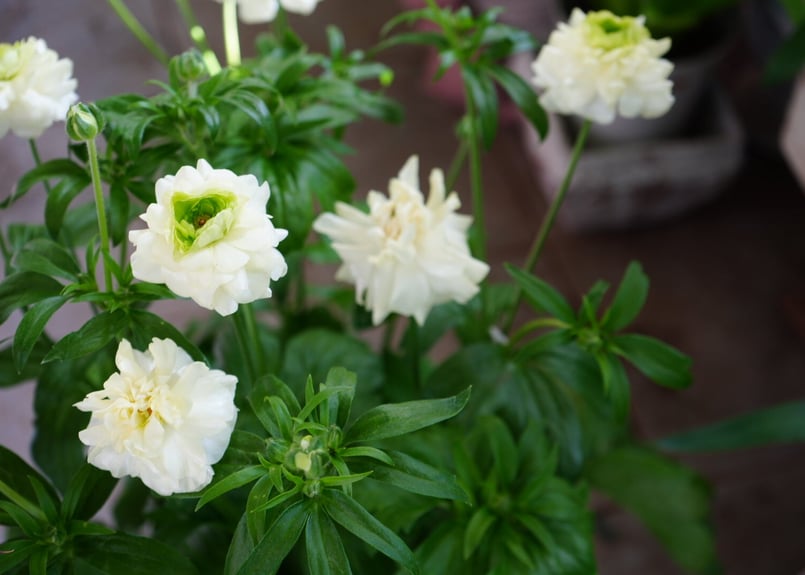 ラナンキュラス ラックスシリーズ グレーシス 豪華な花姿 毎年楽しめる