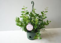 【希少】エスキナンサス・ラディカンス　斑入り  5号 ｜ 吊り下げ 観葉植物 ハンギング おしゃれ インテリア 斑入り葉 育てやすい｜ｴｽｷﾅﾝｻｽ　ラディカンサス斑入り 他草花 5号
